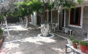 Olive Trees